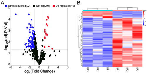 Figure 3. Volcano map and hierarchical clustering analysis showing the expression profiles of miRNAs in DF and SF granulosa cells. (A) Volcano map shows the miRNAs expression with corrected P < 0.05 and |log2(fold change)| ≥ 1. Red dots represent the upregulated miRNAs, while blue dots represent the downregulated miRNAs. (B) The heatmap shows the significantly expressed miRNAs with corrected P < 0.05 and |log2(fold change)| ≥ 1.