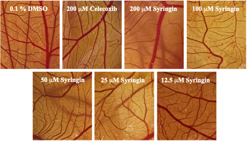 Figure 2 Representative images of chorioallantoic membranes (CAMs) upon exposure to various treatment groups.