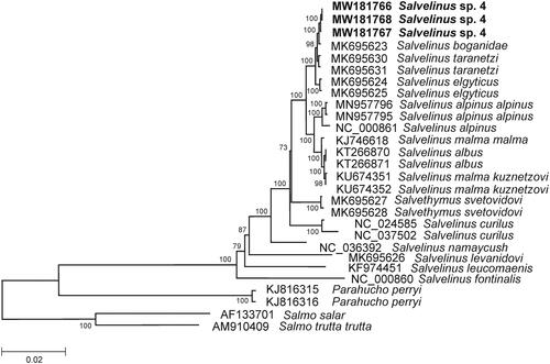 Figure 1. Maximum likelihood (ML) tree constructed on the comparison of complete mitochondrial genome sequences of Salvelinus sp. 4 from Lake Nachikinskoe (Kamchatka) and other GenBank representatives of the family Salmonidae. The tree is based on the GTR plus gamma plus invariant sites (GTR + G + I) model of nucleotide substitution. Genbank accession numbers for all sequences are listed in the figure. Numbers at the nodes indicate bootstrap probabilities from 1000 replications. Phylogenetic analysis was conducted in MEGA X (Kumar et al. Citation2018).