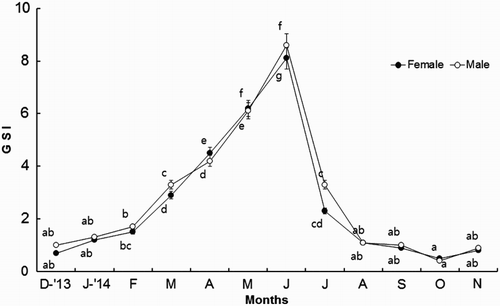 Figure 4. Monthly changes in GSI of A. japonicus.