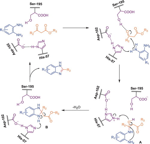 Scheme 1. Probable mechanism of α-chymotrypsin-catalyzed retro-Claisen reaction.