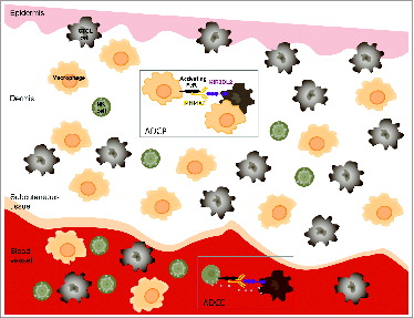 Figure 1. Potential immune antitumor modes of action of IPH4102 in CTCL. Binding of IPH4102 to Fc receptor-bearing natural killer (NK) cells or macrophages leads to the targeting and elimination of KIR3DL2+ cutaneous T-cell lymphoma (CTCL) tumor cells by antibody-dependent cell cytotoxicity (ADCC) or/and antibody-dependent cell phagocytosis (ADCP). Because of the reciprocal relative ratios of NK cells to macrophages in the blood stream and skin, one can predominantly expect ADCC in the blood and ADCP in the dermis as immunologic mechanisms of tumor target elimination.