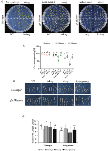 Figure 2. Glucose hypersensitivity of the siz1–5 mutation is reversed by disruption of HXK1 signaling.