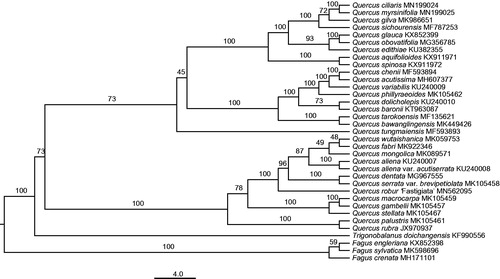 Figure 1. The maximum-likelihood (ML) phylogenetic tree reconstructed by raxmlGUI 1.5 (Silvestro and Michalak Citation2012) based on cp genome sequences of 35 Fagaceae species. The bootstrap support value is labeled for each node.