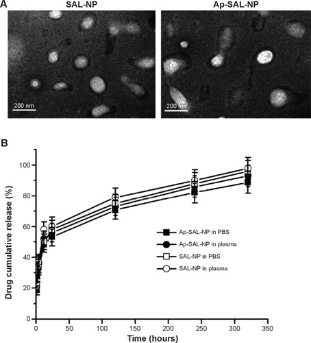 Figure 2 The morphology observed by TEM and drug release of the nanoparticles.Notes: (A) TEM; Bar represents 200 nm; (B) In vitro release profile of salinomycin from SAL-NP and Ap-SAL-NP in pH 7.4 PBS and plasma, respectively; Data are expressed as mean ± SD (n=3).Abbreviations: Ap-SAL-NP, salinomycin-loaded PLGA nanoparticles conjugated with CD133 aptamers; PBS, phosphate-buffered saline; PLGA, poly(lactic-co-glycolic acid); SAL-NP, salinomycin-loaded PLGA nanoparticles; SD, standard deviation; TEM, transmission electron microscopy.