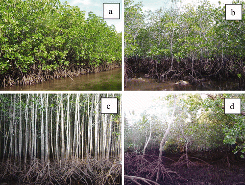 Figure 3. General view of R. stylosa plantations based on age. a, 15 years; b, 20 years; c, 40 years. d, natural stand.