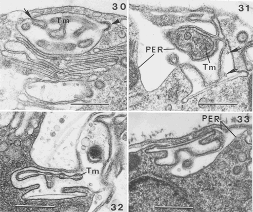 Figs 30–33. Coccolithogenesis in Ochrosphaera neapolitana. Fig. 30. Oblique section of the distal part of a coccolith vesicle showing the distal tubular matrix containing densely stained material (Tm) continuous with the PER (arrow). The internal membrane of the coccolith vesicle is lined with densely staining material and a coated vesicle fusing with the coccolith vesicle (arrowhead). Fig. 31. Section of a vesicle containing vase-shaped coccolith at an advanced stage of development, showing interconnections of the well developed tubular matrix (Tm) and PER with the coccolith vesicle. Arrows indicate points within the coccolith vesicle, which are presumed first stages of calcification (calcite presumably dissolved during fixation). Figs 32, 33. Advanced stages in the formation of pulley-shaped coccoliths. Fig. 32. Portion of a cell showing that the lining of the coccolith vesicle is denser than the central clearer zone where calcification will occur. Note reduced tubular matrix (Tm). Fig. 33. Cell showing that the PER follows the contours of the coccolith vesicle. Note the different orientation of the coccolith vesicle in Figs 32, 33. Scale bars represent 0.5 µm.