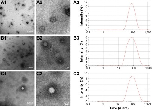 Figure 2 Morphology and size distribution of (A) IPC-DNVs, (B) INS-DNVs, and (C) IPC-NVs.Notes: 1 refers to morphology at low magnification; 2 refers to morphology at high magnification; 3 refers to size distribution.Abbreviations: DNVs, deformable nanovesicles; INS, insulin; IPC, insulin-phospholipid complex; NVs, conventional nanovesicles.
