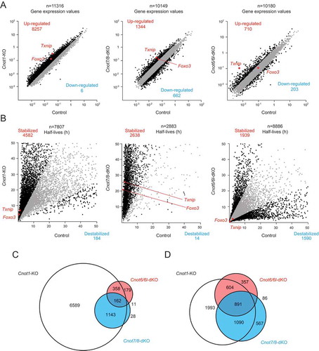 Figure 5. Gene expression and mRNA stability differ among Cnot1-KO, Cnot7/8-dKO and Cnot6/6l-dKO MEFs. RNA-seq analysis of Cnot1-KO, Cnot7/8-dKO and Cnot6/6l-dKO MEFs compared to controls: Cnot1-flox MEFs infected with mock retrovirus, Cnot8-flox MEFs infected with mock retrovirus and WT MEFs, respectively (n = 2). (A, B) Scatter plots comparing gene expression values (A) or mRNA half-lives (B). mRNAs showing expression (A) or half-lives (B) that differed more than twofold are displayed in black. All values represent the means of two independent experiments. (C, D) Venn diagrams showing overlap of upregulated (C) or stabilized genes (D) (more than twofold) in Cnot1-KO, Cnot7/8-dKO and Cnot6/6l-dKO MEFs compared to controls.