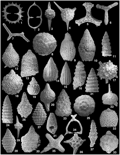 Figure 10(A). SEM images of age-diagnostic Radiolarian from blocks associated with basaltic rocks in the volcanic-sedimentary and ophiolitic melange. Sample E2-11-50 (near Azize; Şahvelet area). 1 – Acanthocircus sp. ×100; 2 – Dicerosaturnalis amissus (Squinabol), 3 – Acaeniotyle cf. diaphorogona Foreman, 4 – Acaeniotyle cf. diaphorogona Foreman, ×100; 5 – Angulobracchia cf. biordinalis Ozvoldova, ×150; 6 – Angulobracchia cf. portmanni Baumgartner, ×75; 7 Aurisaturnalis variabilis (Squinabol), 250; 8 – Praeconosphaera sphaeroconus (Rüst), ×150; 9, 10 – Archaeodictyomitra cf. praegutta Dumitrica, ×100; 11 – Pseudodictyomitra cf. carpatica (Lozyniak), ×150; 12 – Sethocapsa? sp., ×200; 13 – Spongacapsula obesa Jud, ×200; 14 – Thanarla pulchra (Squinabol), ×200; 15 – Archaeodictyomitra sp., ×125; 16 – Nassellaria gen. et sp. indet., ×125. Sample E2-11-86 (Aras Nehri gorge; Şahvelet area) 17 – Alievium regulare (Wu & Li), ×125; 18 – Sethocapsa trachyostraca Foreman, ×125; 19 Sethocapsa uterculus Parona, ×250; 20 – Syringocapsa limatum Foreman, ×100; 21 – Svinitzium pseudopuga Dumitrica, ×150; 22 – Suna echiodes (Foreman), ×150; 23 – Pseudoxitus laguncula Dumitrica, ×150; 24 – Pseudodictyomitra nodocostata Dumitrica, ×150; 25 – Pseudoaulophacus (?) florealis Jud, ×125; 26 – Syringocapsa spinosa (Squinabol), ×150; 27 – Parvicingula usotanensis Tumanda, ×150; 28 – Tethysetta boessi gr. (Parona), ×125; 29 – Pantanellium sp., ×100; 30 – Mirifusus dianae (Karrer), ×85; 31 – Mictyoditra curvata Dumitrica, ×150; 32 – Holocryptocapsa hindei (Tan), ×130; 33 – Hemicryptocapsa capita Tan, ×150; 34 – Dicerosaturnalis trizonalis (Rüst), ×100; 35 – Crucella bossoensis Jud, ×125; 36 – Cecrops septemporatus (Parona), ×150; 37 – Pseudoeucyrtis sp., ×150.