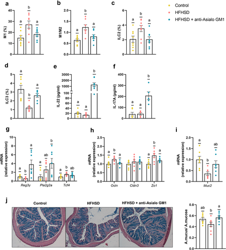 Figure 2. Depletion of intestinal ILC1s improved gut homeostasis. (a) Pro-inflammatory macrophages (M1) (b) ratio of M1/M2 macrophages (n = 8) in the small intestine. (c,d) ILC2s and ILC3s (percentage of LIN− cells of the total lamina propria cells) in the small intestine (n = 7–8). (e,f) Plasma levels of IL-22 and IL-17A (n = 5–8). (g) Ileal gene expression of antimicrobial peptides (Reg3g, and Pla2g2a), the Paneth differentiation marker Tcf4 and, (h) tight junction markers (Ocln, Cldn3 and Zo1). (i) Colonic expression of Muc2, and (j) representative images of the histological staining of the colonic tissue with alcian-blue and quantification of mucus production as the area of mucus relative to the area of the total mucosa. Bars represent the mean ± SEM and biological replicates are shown as individual dots. Statistical analyses were performed by ANOVA followed by post hoc Tukey’s multiple comparison test for normally distributed data. Welch’s correction was applied when variances were not equally distributed. Non-normally distributed data were analyzed with the Kruskal-Wallis test followed by Dunn’s multiple comparisons test. Data with different superscript letters are significantly different at p < .05.