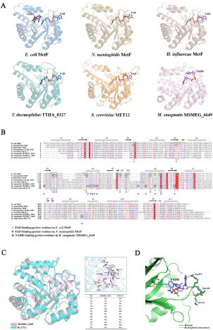 Figure 3 Predicting the effect of T120P and M172 V mutations on binding to nicotinamide adenine dinucleotide (NADH) based on the structure of MTHFR–coenzyme complex from different species. (A) Crystal structures of MTHFRs containing either NADH or flavin adenine dinucleotide (FAD) were visualized from a consistent perspective. FAD-dependent MTFHR: E. coli MetF (PDB ID: 1ZPT), N. meningitidis MetF (PDB ID: 7RML), H. influenzae MetF (PDB ID: 5UME), T. thermophilus TTHA_0327 (PDB ID: 3APY), S. cerevisiae MET12 (PDB ID: 6FNU). FAD-independent MTHFR: M. smegmatis MSMEG_6649 (PDB ID: 7WMZ). (B) Multiple sequence alignments of MTHFRs from different species. Residues potentially interacting with NADH or FAD are annotated. (C) Structure superimposition of Rv2172c (modeled by AlphaFold2) and MSMEG_6649–NADH complex (PDB ID: 7WMZ). Residues potentially interacting with NADH are listed in the embedded table. (D) Noncovalent interactions between Met172, Arg119, and Met121 with NADH in mycobacterium MTHFR.