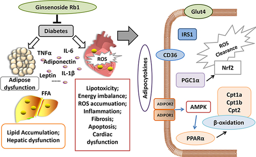 Figure 6 Schematic figure illustrating the mechanism of ginsenoside Rb1 in treating diabetic cardiomyopathy. Under obese or diabetic conditions, adipose function is impaired, and excess lipids and abnormal adipocytokines are released into the serum, thereby influencing systemic organs, including the heart. In diabetic heart, more fatty acids are utilized to generate energy, producing excessive ROS that accumulate in cardiomyocytes and induce oxidative stress. Oxidative stress and pro-inflammatory cytokines from the adipose tissue can cause cardiac inflammation, fibrosis, and apoptosis, subsequently leading to cardiac dysfunction and heart failure. The present study showed that ginsenoside Rb1 improved adipocytokine pathway, improved the body weight as well as body fat and serum lipids of diabetic mice; these changes influenced cardiac glucose and lipid metabolism and exerted a preventive effect on diabetic cardiomyopathy.