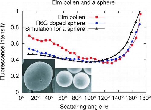 FIG. 3 Angular distribution of the fluorescence light for a spherical dye doped polymer particle (d = 40 μm), numerical simulation for inelastic scattering of a spherical particle of the same size, and for an elm (lat. Ulmus) pollen (d ∼ 30 μm).