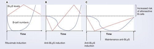 Figure 6. B-lymphocyte stimulator levels (red) determine peripheral B-cell selection stringency and the number of B cells (blue).(A) After rituximab induction therapy, B cells are depleted and BLyS levels rise, risking the development of alloreactive B cells upon reconstitution. (B) A similar scenario occurs with anti-BLyS induction. (C) Maintenance anti-BLyS following B-cell depletion creates BLyS-limiting conditions that minimize the risk of developing alloreactive B cells and antibody-mediated rejection.