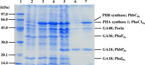 Fig. 2. SDS-PAGE analysis of native PHA granules isolated from the recombinant strains of Pseudomonas sp. 61–3. Lane 1, molecular weight markers; lane 2, Pseudomonas sp. 61–3 (phbC::tet); lane 3, Pseudomonas sp. 61–3 (phbC::tet)/pJASc22; lane 4, Pseudomonas sp. 61–3 (phbC::tet)/pJKSc46-pha; lane 5, Pseudomonas sp. 61–3 (phbC::tet)/pJKSc54-phab; lane 6, Pseudomonas sp. AC1-TnK; and lane 7, Pseudomonas sp. BCG-TcGm/pJKSc54-phab.