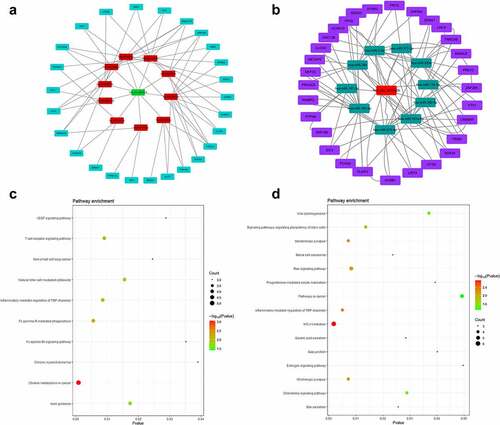 Figure 6. ceRNA network (a) and KEGG analyses (c) of circ_0007618 and circ_0029426 (b, d).