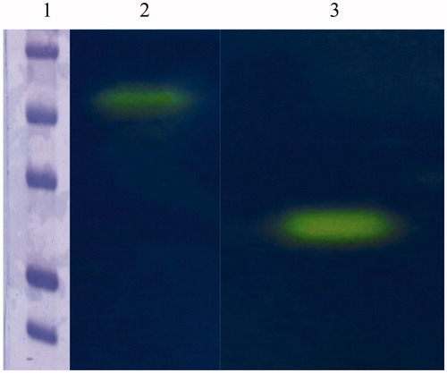 Figure 3. Protonogram obtained using the native CA from Mytilus galloprovincialis and the commercial bovine CA (bCA). Lane 2: mussel CA protonogram showing a band (yellow color) with an apparent molecular weight of 50 kDa; Lane 1: bovine CA is present in a monomeric state corresponding at a molecular weight of about 26 kDa; Lane 1: molecular markers. Starting from the top: 75 kDa, 50 kDa, 37 kDa, 25 kDa and 20 kDa.