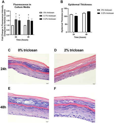 Figure 3. Exposure to triclosan on EpiDerm tissues altered barrier permeability. (A) Fold-change in fluorescence intensity compared to vehicle control following 24 and 48 h of 0% triclosan (vehicle) or 0.1–0.2% triclosan. Bars represent mean (± SEM) of two samples/group. *p < 0.05 vs. 0% triclosan. (B) Epidermal thickness (µm) following 24 and 48 hr of 0% triclosan (acetone vehicle) or 0.2% triclosan. Bars represent mean (± SEM) of two samples/group. *p < 0.05 vs. 0% triclosan. Representative hematoxylin and eosin images of EpiDerm tissues following 24 h of exposure to acetone vehicle (C) or 0.2% triclosan (D) and 48 h of exposure to acetone vehicle (E) or 0.2% triclosan (F). Scale bar = 20 µm.