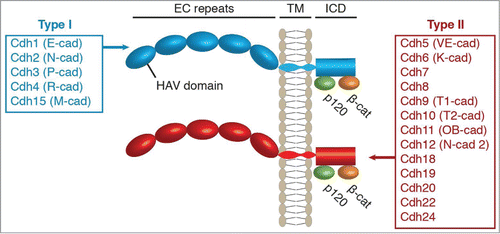 Figure 1. Structure of the classic cadherin protein family in humans. All classic cadherins have 5 extracellular cadherin (EC) repeats, a transmembrane (TM) domain, and an intracellular domain (ICD) that binds p120-catenin and β-catenin. The classic cadherins are sub-divided into Type I and Type II depending on the presence of a histidine-alanine-valine (HAV) motif in the first EC domain. Human Type I and Type II cadherins are indicated as annotated in the HUGO Gene Nomenclature Committee database with common names noted in parentheses.