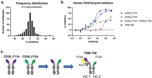 Figure 1. Discovery of TNB-738. a) 373 anti-CD38 binders were screened for inhibition of CD38 enzyme activity. CHO-HuCD38 cells were treated with antibodies for 15 min at RT. Following incubation, εNAD+ substrate was added to each well and fluorescence was immediately analyzed using a microplate reader for 30 min. A frequency distribution plot of percent inhibition values is shown. b) Dose–response curves of CD38 enzyme inhibition is shown comparing CD38_F11A, CD38_F12A, CD38_F11A + CD38_F12A, and TNB-738. c) TNB-738 was generated by pairing CD38_F11A and CD38_F12A into bispecific format using knobs-into-holes technology on a silenced IgG4 Fc. A germline kappa light chain and CH1 domain were added to CD38_F11A arm of TNB-738 to optimize manufacturability with no loss in its ability to inhibit CD38.