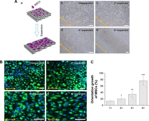 Figure 3 The novel expanded inverse opal subtrate allows orderly growth of MSCs.Notes: (A) Light microscopy images of MSCs. Schemes of MSCs cultured on a gradient-expanded inverse opal substrate (a); light microscopy images of MSCs cultured on different expanded inverse opal substrates (b–e). (B) Fluorescence microscopy images of MSCs cultured on a gradient-expanded inverse opal substrate from unexpanded portion to six × of expanded portion (a–d); the double-sided arrows indicate the direction of expansion. Scale bar =200 µm. (C) Orientation angle frequency distribution of MSCs cultured on different portions of the expanded inverse opal substrate after 7 days. *P<0.05 vs the corresponding control group,** vs 1× and 2×, *** vs 1×, 2× and 4×.Abbreviation: MSCs, mesenchymal stem cells.