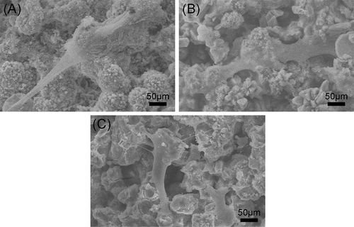 Figure 7. SEM images of the attachment of rBMSCs on β-Ca2SiO4 scaffolds sintered at (A) 1000 °C, (B) 1100 °C, and (C) 1200 °C after cell culture for 3 days.