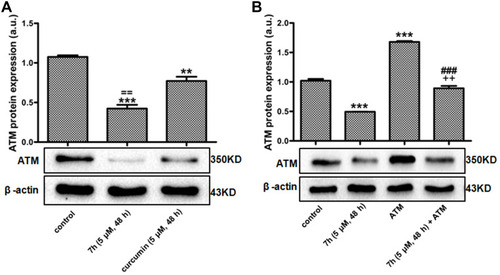 Figure 6 Compound 7h down-regulated ATM protein expression in SW620 cells. (A) SW620 cells were treated with curcumin (5 μM) and 7h (5 μM) for 48 h, and then ATM protein expression was detected, the cells were treated with DMSO as control group; (B) SW620 cells were treated with ATM plasmid (Atm CRISPR Activation) for 24 h and then combined with or without 7h for 48 h, and the cells with negative plasmid as control. Data were presented as Mean ± SD (n = 3) and analyzed by GraphPad Prism 6.0 followed by the Student t-test. **P < 0.01 or ***P < 0.001 vs control, ++P < 0.01 vs compound 7h, ###P < 0.001 vs ATM, ==P < 0.01 vs curcumin.