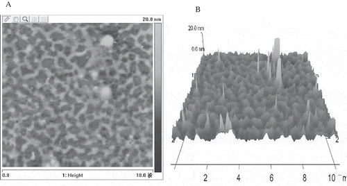 FIGURE 4 (A) The two-dimensional image of S. cerviseae mannoprotein aquired by Atomic Force Microscope. (B) The three-dimensional image of S. cerviseae mannoprotein aquired by Atomic Force Microscope.