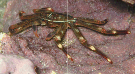 Figure. The nimble spray crab Percnon gibbesi (H. Milne Edwards, 1853) from Ġnejna Bay, western coast of Malta (Photographer: Mark Anthony Falzon), an invasive species in the Mediterranean.