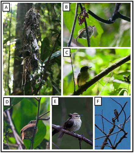 Figure 19. Photo-documentation of avian species during the faunal inventory in the vicinity of Boanamo, Orellana Province, Ecuador, 200–270 m. (A) Nest of Brownish Twistwing Cnipodectes subbrunneus minor; (B) White-eyed Tody-Tyrant Hemitriccus z. zosterops; (C) Gray-crowned Flycatcher Tolmomyias p. poliocephalus; (D) Cinnamon Manakin-Tyrant Neopipo c. cinnamomea; (E) Drab Water-Tyrant Ochthornis littoralis; (F) Olive-sided Flycatcher Contopus cooperi. Photos H. F. Greeney.