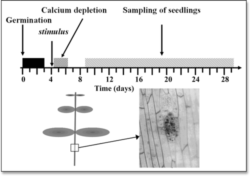 Figure 3 Experimenting with flax seedlings. (Top) Time course of the experiments. Flax seeds were germinated during three days in the dark then under light. The seedlings were stimulated (manipulation stress, drought, wind, cold shock or radiation from a GSM telephone or from a 105 GHz Gunn oscillator) for instance on the 4th day then they were subjected to transient calcium depletion (beginning for instance at the moment when the stimulus was applied). Seedlings were sampled during the following 20 days or so, for counting the epidermal meristems appearing in the hypocotyls. (Bottom) Scheme of the flax seedlings and enlargement of a zone of the hypocotyl showing the view of an epidermal meristem.