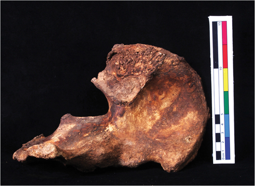 Figure 3. A ventral view of the left innominate to be examined by participants.