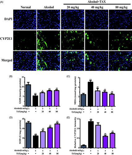 Figure 3. TAX treatment ameliorates alcohol-induced oxidative stress injury. (A) Liver cells stained with immunofluorescence probes of cytochrome P450 E1 (CYP2E1). Effect of TAX on liver GSH (B), MDA (C), and SOD (D) in alcohol-induced mice. (E) Relative CYP2E1 intensity, representative quantification of immunofluorescence images at 200×, 4,6-diamidino-2-phenylindole (DAPI) was used as a nuclear counterstain. Data are mean ± SD. n = 10 per group. **p < 0.01, *p < 0.05 vs. normal group; ##p < 0.01, #p < 0.05 vs. alcohol group.