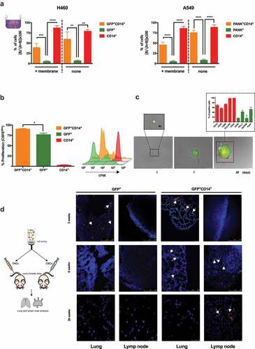 Figure 4. THCs show migration and proliferation capabilities both in vitro and in vivo.