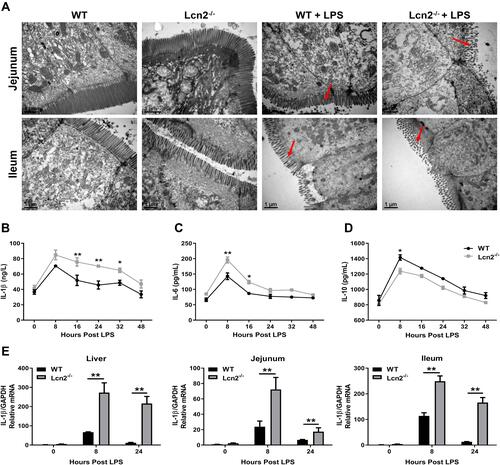 Figure 2 Lcn2 deficiency results in increased inflammation. WT and Lcn2−/- mice were intraperitoneally injected 2 μg/g LPS. (A) Representative TEM images of microvilli morphology in jejunum and ileum of mice at 24 hpi (n = 4). (B–D) Protein levels of IL-1β, IL-6 and IL-10 were examined by ELISA from serum of mice at 0, 8, 16, 24, 32 and 48 hpi. (E) Relative mRNA expression of IL-1β normalized to GAPDH was examined by qRT-PCR from liver, jejunum and ileum at 0, 8 and 24 hpi (n = 4). The mRNA expression of IL-1β in WT mice at 0 hpi was used as the control in each tissue. Values were average means of triplicate experiments. Results were expressed as means ± SEM. Statistical analysis used Wilcoxon signed-rank test. *P < 0.05, **P < 0.01.