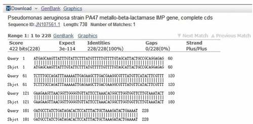 Figure 7. The sequence alignment result of IMP. The sequencing results from the 16 strains were uploaded to the NCBI for blast comparison, and all sequences 100% aligned to IMP resistance gene (accession number: JN107561.1).