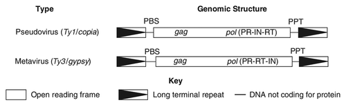 Figure 1. The genomic organization of different types of LTR-retrotransposon families present in C. albicans. RT, reverse transcriptase DNA polymerase domain; RH, reverse transcriptase RNase H domain; PR, proteinase; IN, integrase.