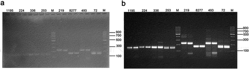 Figure 1. Impact of electrophoresis buffer quality on electrophoresis results.