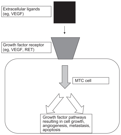 Figure 1 Interaction of extracellular ligands with growth factor receptors on medullary thyroid cancer cells.