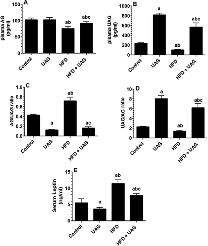 Figure 3. Plasma levels of acylated ghrelin (AG) and unacylated ghrelin (UAG) and serum leptin levels in all experimental groups. Rats were fasted for 12 h, anesthetized with sodium pentobarbital (60–70 mg/kg, intraperitoneally) and then blood sample were collected by cardiac puncture. (A) Plasma levels of AG (pg/ml) as measured by ELISA. (B) Plasma levels of UAG (pg/ml) as measured by ELISA. (C) Average ratio of AG/UAG as calculated by dividing individual level of AG over corresponding level of UAG for each rat. (D) Average ratio of UAG/AG as calculated by dividing individual level of UAG over corresponding level of AG for each rat. (E) Serum levels of leptin (ng/ml) as measured by ELISA. Statistical analysis between the various groups was done using a one-way ANOVA test, followed by Tukey’st test. Data are expressed as mean ± SD of n = 12/group and values were considered significantly different at P < 0.05 were a:vs. STD, b:vs. STD+ UAG. c:vs. HFD. HFD: high-fat diet. UAG: unacylated ghrelin.