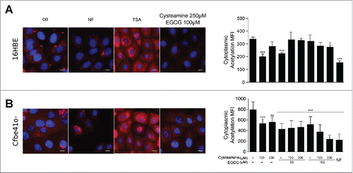 Figure 3. Effects of cysteamine and epigallocatechin gallate (EGCG) on cytoplasmic protein acetylation. 16HBE and Cfbe41o- primary epithelial bronchial cell lines were cultured overnight in absence (co) or presence of 125 μM or 250 μM cysteamine and 50 μM or 100 μM EGCG alone or in combination. Treatment with 10 μM Trichostatin A (TSA) or nutrient free (NF) medium for 5 h was used respectively as negative and positive controls for protein acetylation. Representative pictures and the relative quantifications are shown for 16HBE (A) and Cfbe41o- (B) cells. Data in the graphs are reported as means ± SD of 8 replicates; the experiments were repeated twice yielding similar results. Data were analyzed using Prism (GraphPad Software) or Excel (Microsoft Co., Redmond, WA, USA), and statistical significance was assessed by means of 2-tailed Student's t-test or ANOVA test, as appropriate. *p < 0.05, **p < 0.01, ***p < 0.001. MFI: mean fluorescence intensity. Size bar: 10 μm.