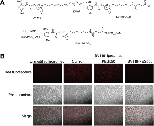 Figure S1 Scheme of synthesis for SV119-PEG550 (A) and effect of SV119 on the uptake of SV119-liposomes by DU-145 cells (B).Abbreviation: PEG, polyethylene glycol.