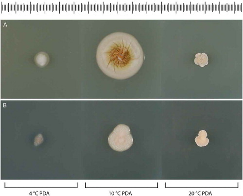 Figure 16. Colonies of Psychrophila on PDA after 28 d at 4, 10, and 20 C. A. Ps. lagodekhiensis (ex-type CBS 122314). B. Ps. antarctica (ATCC 42793).