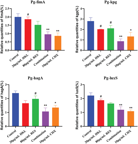 Figure 6. Expression of Pg biofilm formation related genes after drug intervention (n=3).