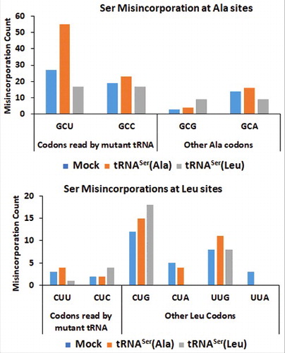 Figure 5. – Misreading tRNAs misincorporate Ser at Ala and Leu coon sites. Upper Panel) Graphic depicts the absolute number of misincorporations of Ser detected at Ala sites in the soluble fraction of proteins extracted from tumors derived from our cell lines. There was a relative increase in the incorporation of Ser at Ala sites in the cell line expressing the misreading tRNASer(Ala) at the cognate codon GCT only. tRNASer(Leu) expressing cell line was used as a negative control to show that the increase in misincorporations is induced by tRNASer(Ala). Lower Panel) Graphic depicts the absolute number of misincorporations of Ser detected at Leu sites in the soluble fraction of proteins extracted from tumors derived from our cell lines. We detected an increase of Ser to Leu misincorporations at the near-cognate codon CTC. tRNASer(Ala) expressing cell line was used as a negative control to show that the increase in misincorporations is induced by tRNASer(Leu).