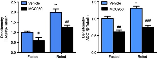 Figure S2 Inhibition of NLRP3-inflammasome reduced the protein level of lipogenesis-related genes. Densitometric analysis for FASN and ACC1 in fasted and refed mice treated with MCC950 or vehicle. * P˂0.05, and ** P˂0.01 compared to the fasted group treated with vehicle, #P˂0.05, ##P˂0.01 and ###P˂0.001 compared to the vehicle group under the same diet treatment.