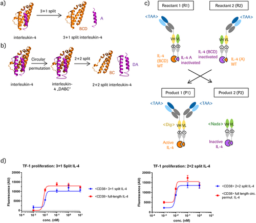 Figure 1. Design of split IL-4 modules and cytokine-PACE formats.