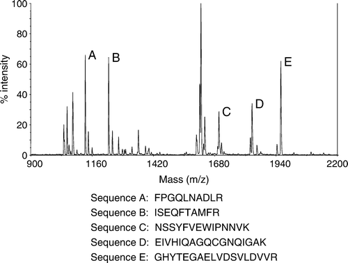 Figure 4.  Mass spectrometry (MS) data acquired from analyzing spot 2 in Figure 3a. Identified peptide sequences (examples as shown) are consistent with β-tubulin.