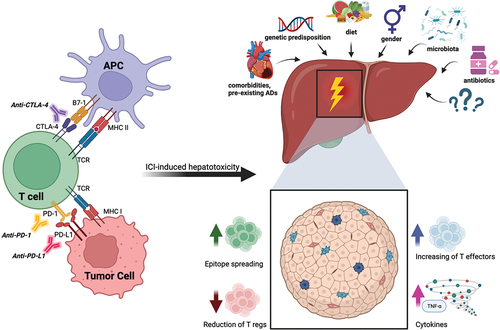 Full article: What is the risk of hepatotoxicity induced by immune ...